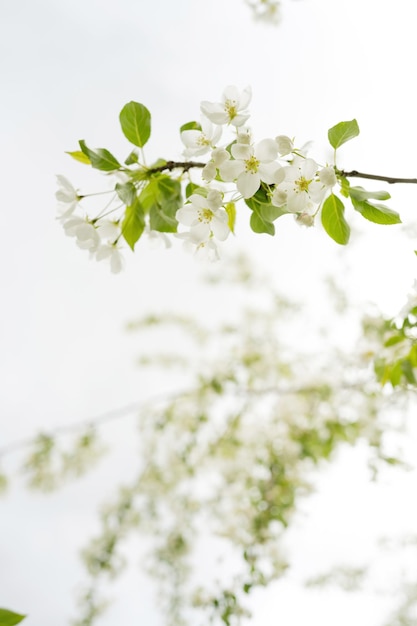 Fiori bianchi in fiore su un albero in una giornata di sole