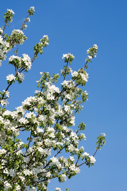 Fiori bianchi in fiore