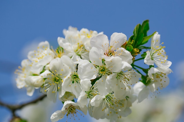 Fiori bianchi in fiore