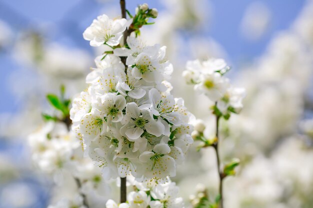 Fiori bianchi in fiore