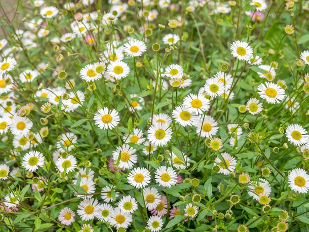 Fiori bianchi in giardino per lo sfondo