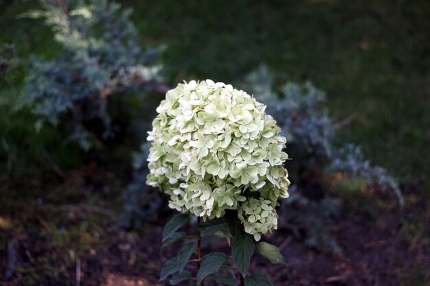 Fiori bianchi in giardino