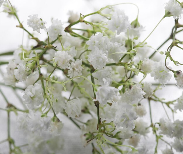 Fiori bianchi isolati su bianco