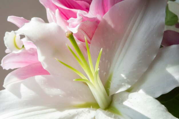 Fiori bianchi isolati su sfondo bianco