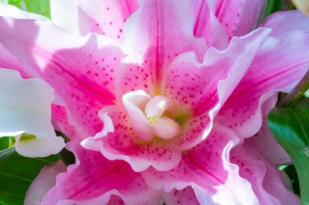 Fiori bianchi isolati su sfondo bianco