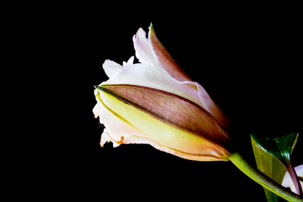 Fiori bianchi isolati su sfondo bianco