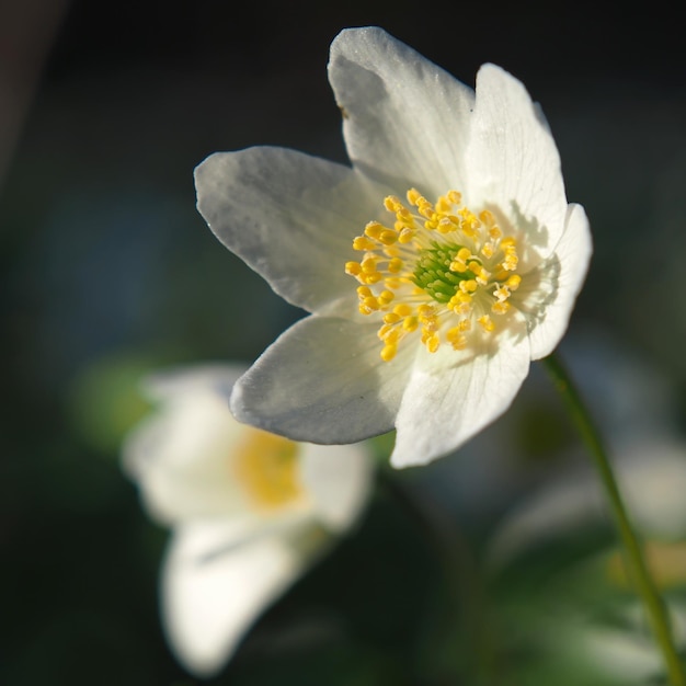 Fiori bianchi luminosi di quercia di anemone (Anemone nemorosa) sullo sfondo di foglie verdi.