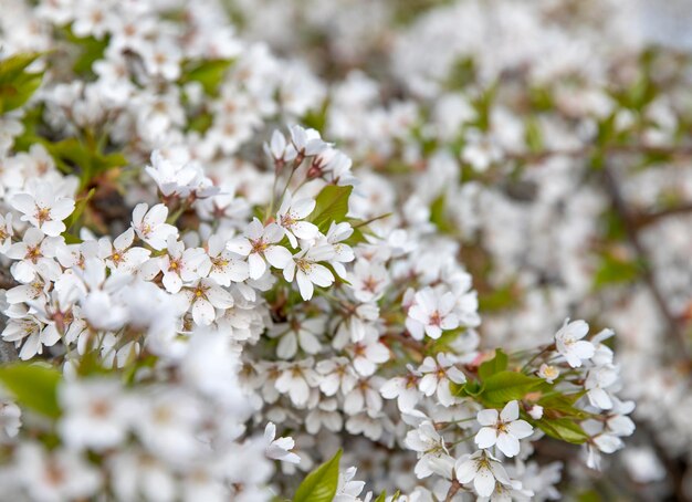 fiori bianchi macro parco naturale primavera sfondo i cespugli