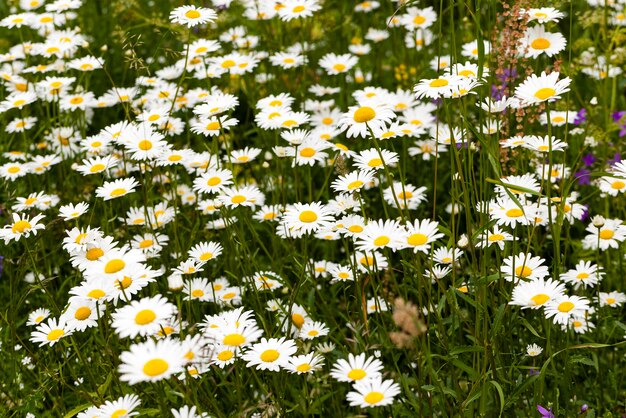 Fiori bianchi margherita