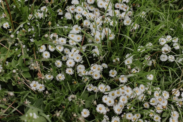 Fiori bianchi nel campo di erba verde
