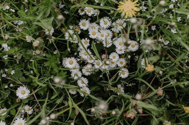 Fiori bianchi nel campo di erba verde