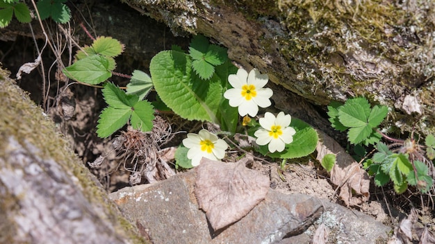 Fiori bianchi nelle montagne Krasnaya Polyana, Sochi, Russia.