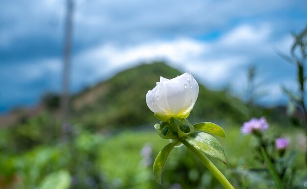 Fiori bianchi piantati in montagna