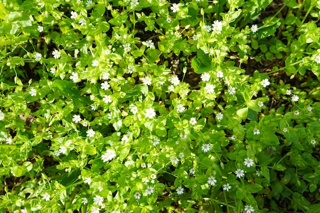 Fiori bianchi primaverili, anemoni bianchi. Lay piatto