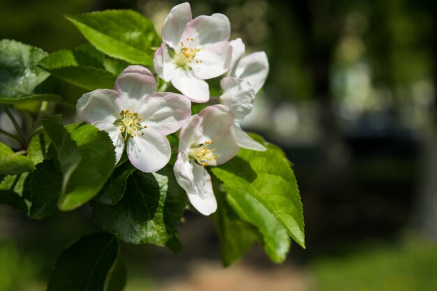 Fiori bianchi primaverili Filiale di melo di fioritura nel giardino. Messa a fuoco selettiva