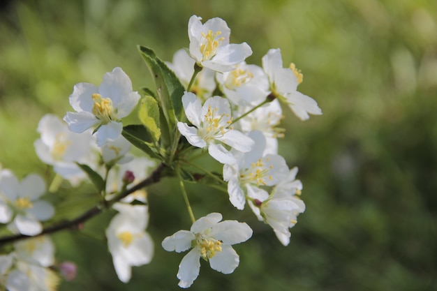 Fiori bianchi primaverili