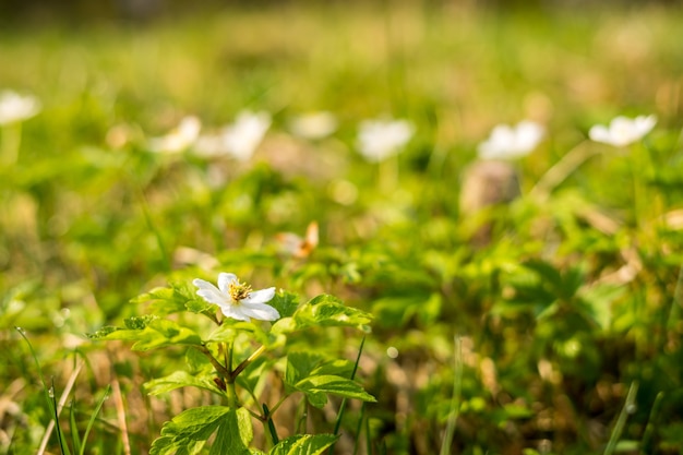 Fiori bianchi primaverili