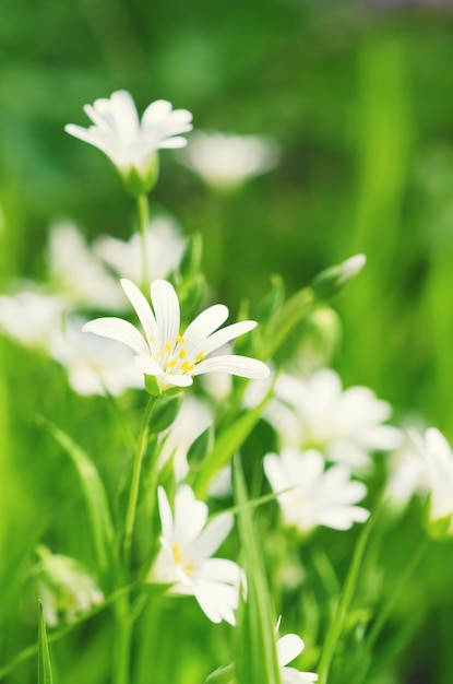 Fiori bianchi primaverili