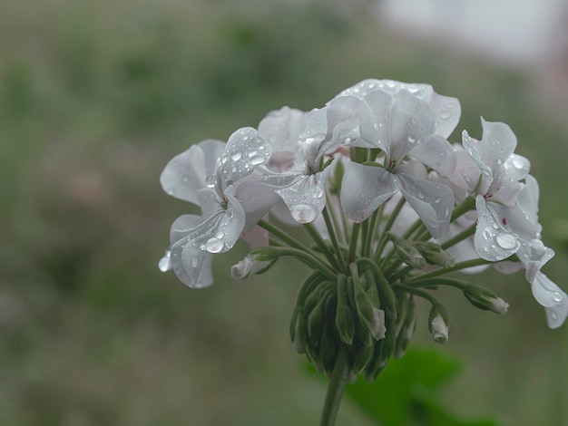 fiori bianchi quelli con gocce di pioggia