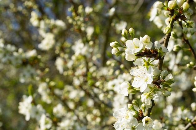 Fiori bianchi su sfondo albero