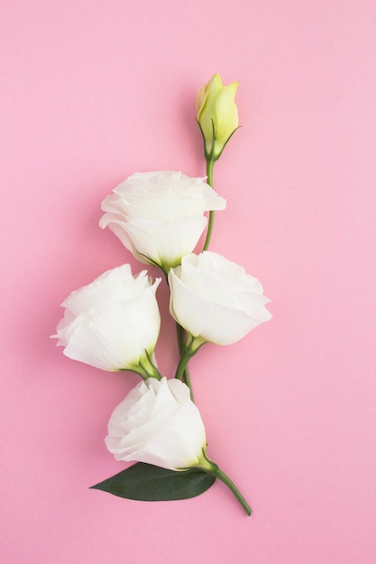 Fiori bianchi su sfondo rosa. Posizione verticale.