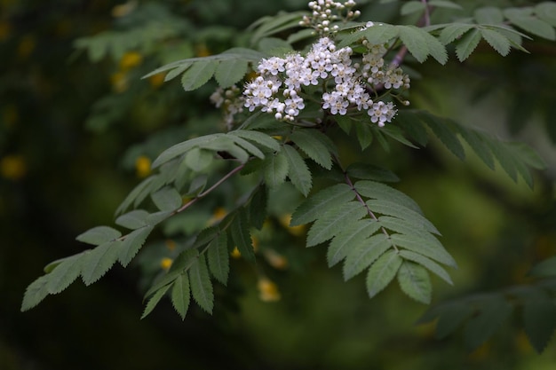 Fiori bianchi su sorbo primavera