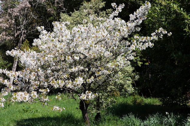 Fiori bianchi su un albero in giardino. Sfondo floreale naturale. Sakura in fiore, maggio, giugno. Albero da frutto in fiore