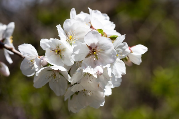 fiori bianchi su un albero in giardino