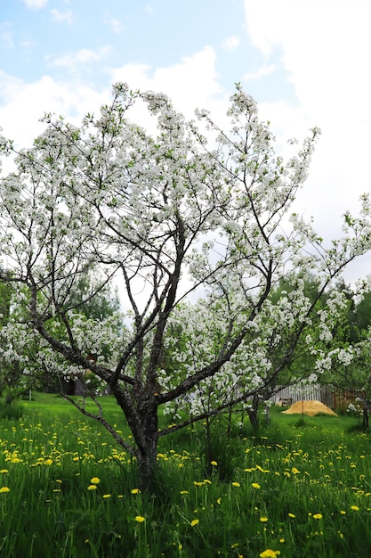 Fiori bianchi su un cespuglio verde Fiore di ciliegio primaverile La rosa bianca è in fiore