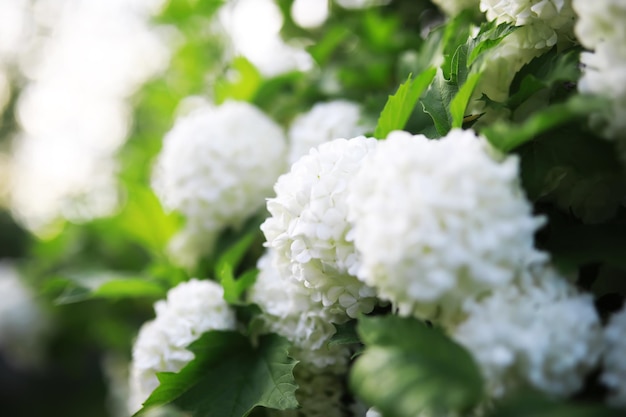 Fiori bianchi su un cespuglio verde Fiore di ciliegio primaverile La rosa bianca è in fiore