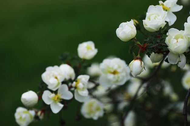 Fiori bianchi su un cespuglio verde Fiore di ciliegio primaverile La rosa bianca è in fiore