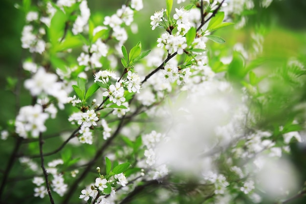 Fiori bianchi su un cespuglio verde Fiore di ciliegio primaverile La rosa bianca è in fiore