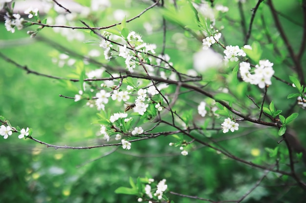 Fiori bianchi su un cespuglio verde La rosa bianca è in fiore Fiore di ciliegio primaverile