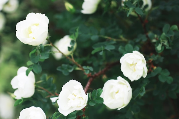 Fiori bianchi su un cespuglio verde La rosa bianca è in fiore Fiore di ciliegio primaverile
