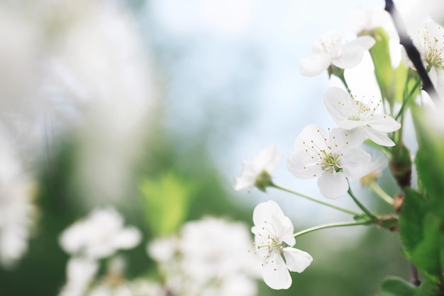 Fiori bianchi su un cespuglio verde La rosa bianca è in fiore Fiore di ciliegio primaverile