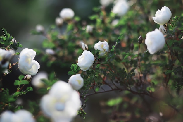 Fiori bianchi su un cespuglio verde La rosa bianca è in fiore Fiore di ciliegio primaverile