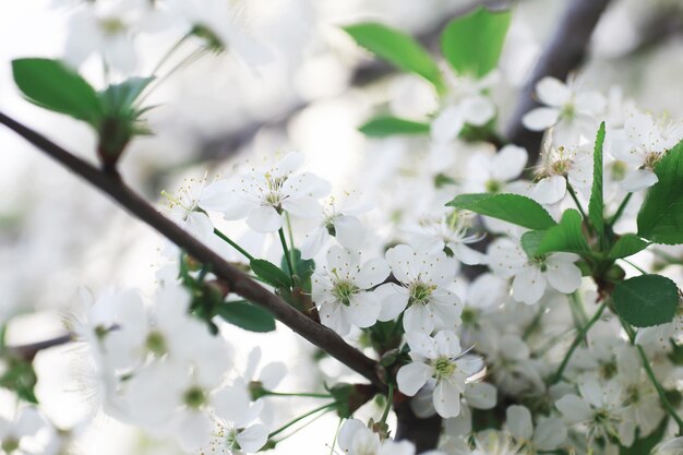 Fiori bianchi su un cespuglio verde La rosa bianca è in fiore Fiore di ciliegio primaverile