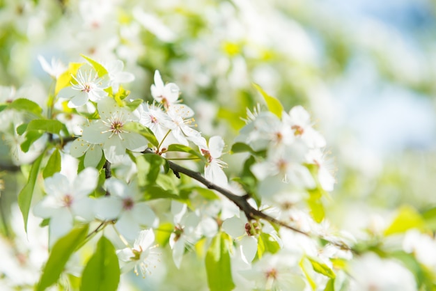 Fiori bianchi su un ciliegio in fiore con uno sfondo morbido di foglie verdi primaverili e cielo blu