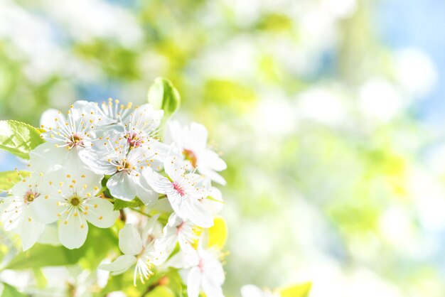 Fiori bianchi su un ciliegio in fiore con uno sfondo morbido di foglie verdi primaverili e cielo blu