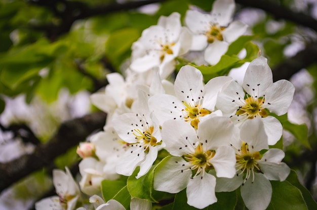 Fiori bianchi su un ramo di albero Foto a macroistruzione della primavera