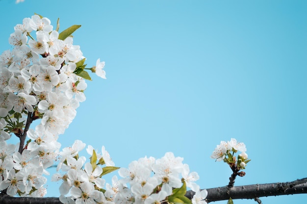 Fiori bianchi su un ramo di albero Foto a macroistruzione della primavera