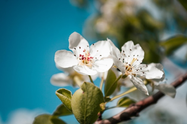 Fiori bianchi su un ramo di albero Foto a macroistruzione della primavera