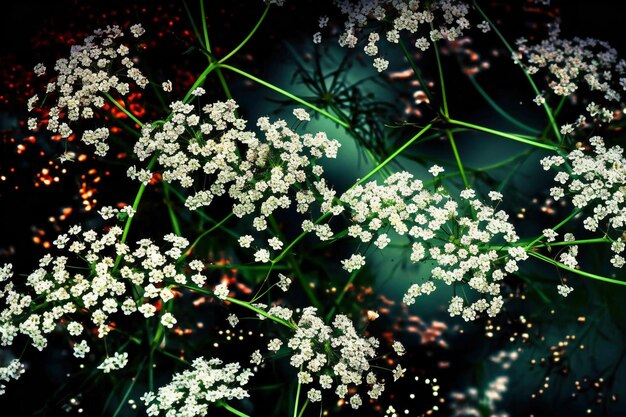 Fiori bianchi su uno sfondo scuro con un bokeh rosso