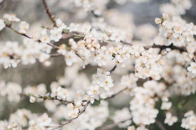 Fiori bianchi sugli alberi da frutto sbocciano in primavera L'ape raccoglie il nettare Fiore di ciliegio Melo ciliegio Giardino in fiore