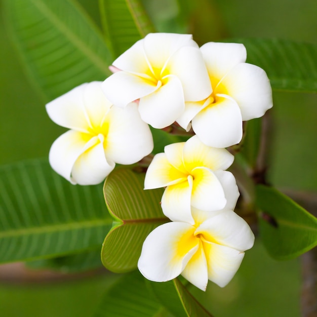 Fiori bianchi sugli alberi