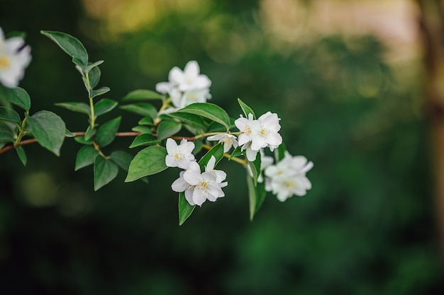 Fiori bianchi sul ramo di albero in giardino