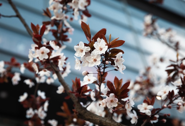 Fiori bianchi sull'albero in città