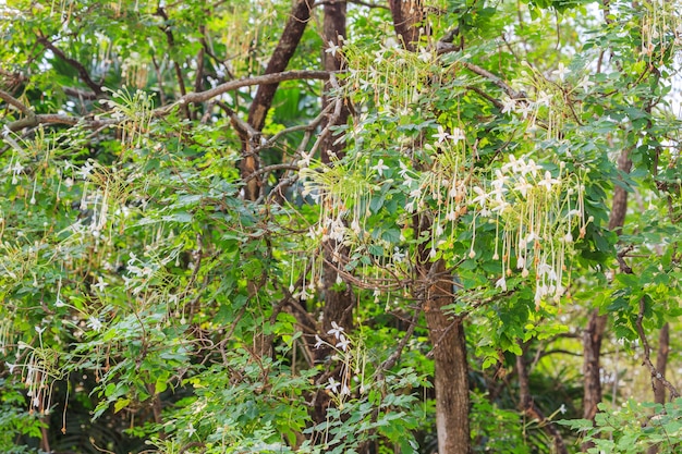 Fiori bianchi sull&#39;albero