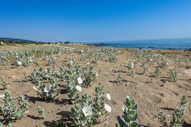 Fiori bianchi sulla riva del Mar Caspio in Daghestan Russia