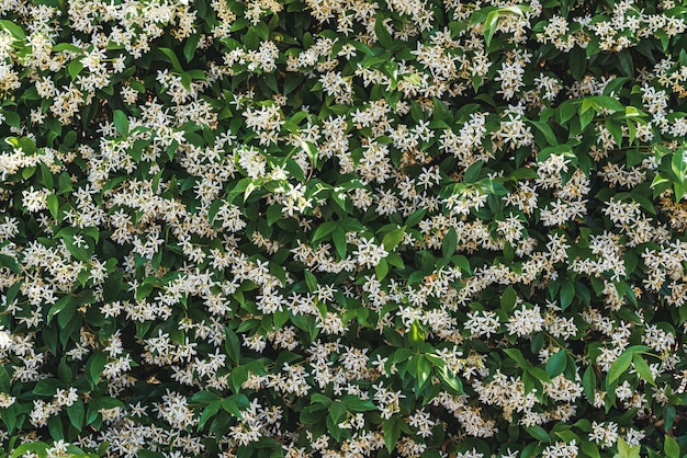 Fiori bianchi tra le foglie verdi di Trachelospermum jasminoides comunemente noto come Star jasmine